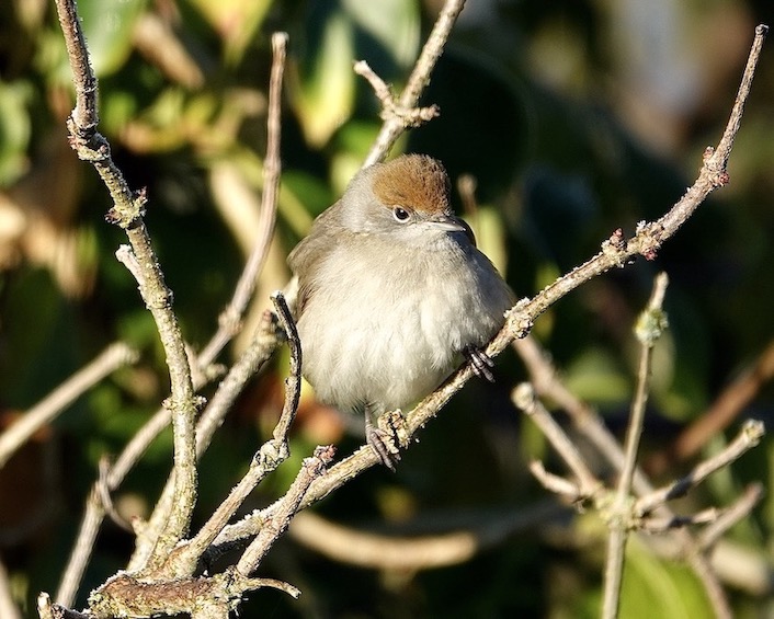 blackcap